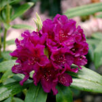 RHODODENDRON - POLARNACHT