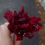 RHODODENDRON - DARK LORD