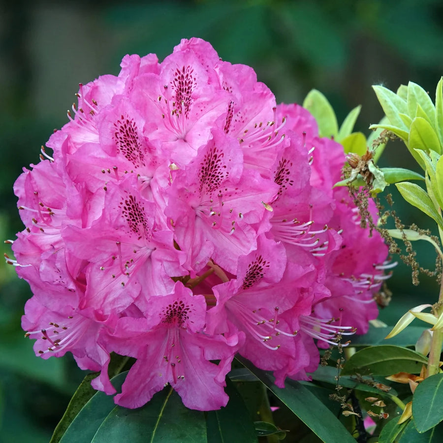 RHODODENDRON - ENGLISH ROSEUM