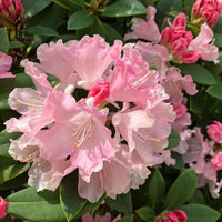 RHODODENDRON ROSEUM PINK