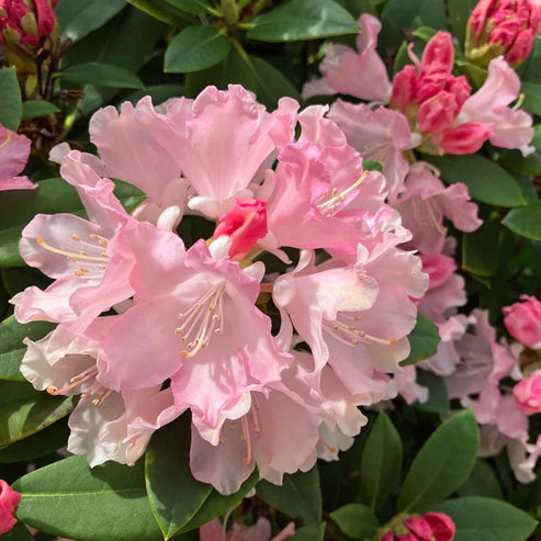 RHODODENDRON ROSEUM PINK