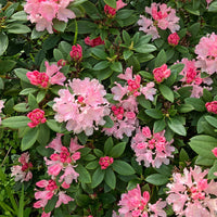 RHODODENDRON ROSEUM PINK