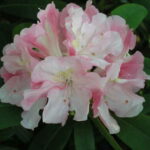 RHODODENDRON - YAKU PRINCE