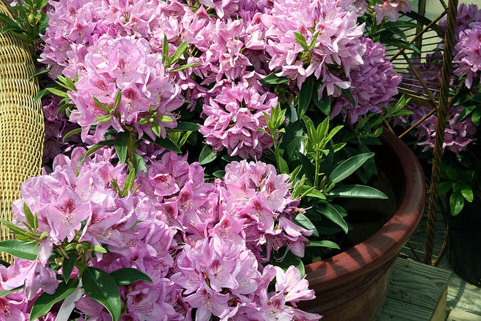RHODODENDRON - ANAH KRUSCHKE