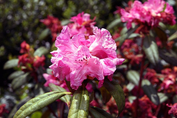 RHODODENDRON - LANDMARK