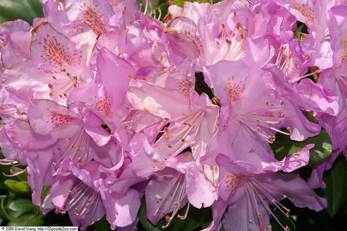 RHODODENDRON - MINNETONKA