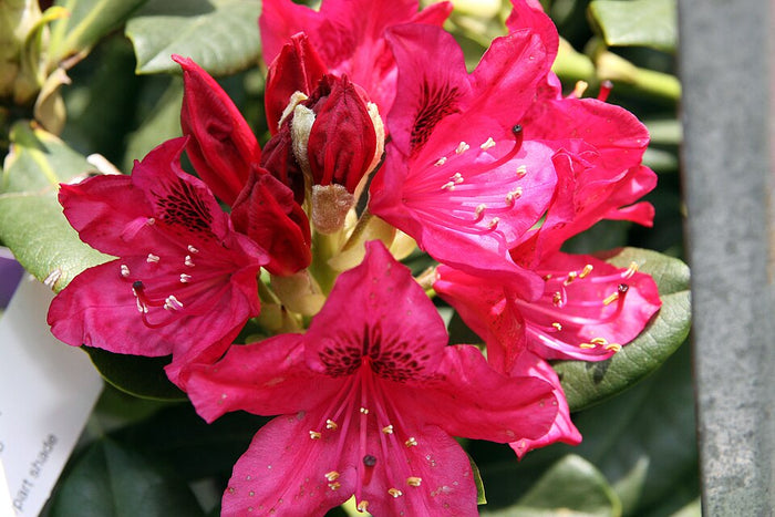 RHODODENDRON - NOVA ZEMBLA