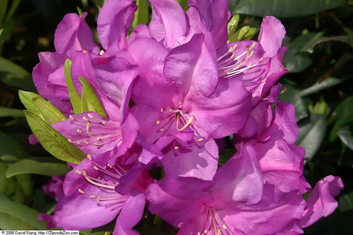 RHODODENDRON - PURPLE PASSION