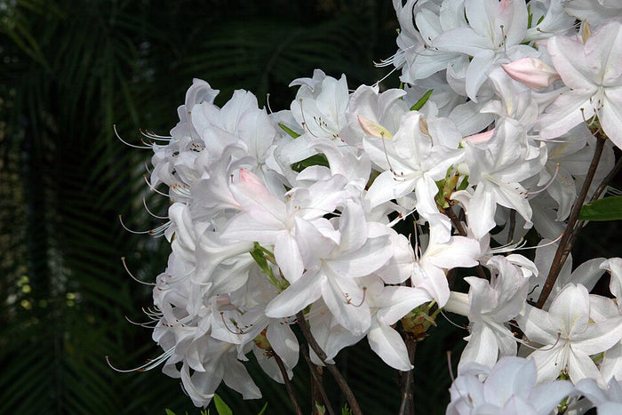 AZALEA DECIDUOUS - WHITE LIGHTS