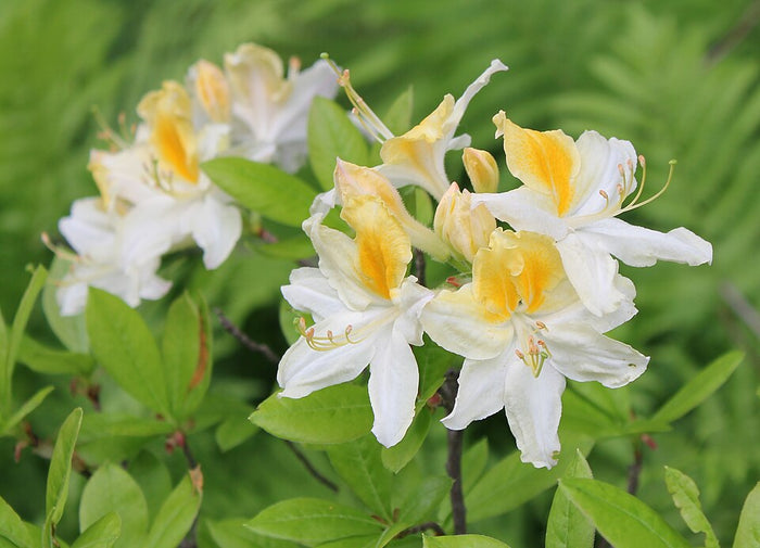 DECIDUOUS AZALEA - NORTHERN HI-LIGHTS