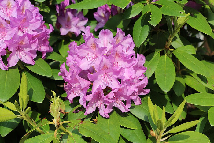 RHODODENDRON - CATAWBIENSE BOURSAULT