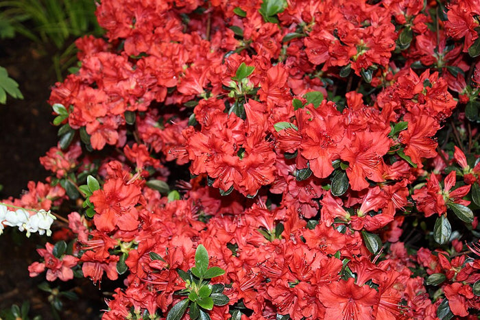 AZALEA EVERGREEN - STEWARTSTONIAN