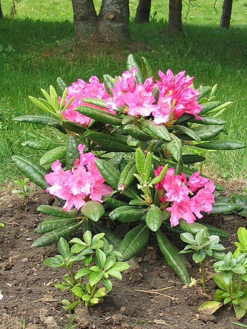 RHODODENDRON - HAAGA