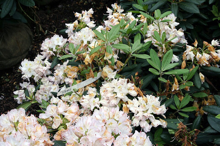 RHODODENDRON - CATAWBIENSE ALBUM