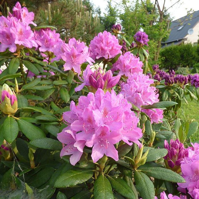 RHODODENDRON - ROSEUM ELEGANS