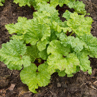 RHEUM RHABARBARUM - VICTORIA