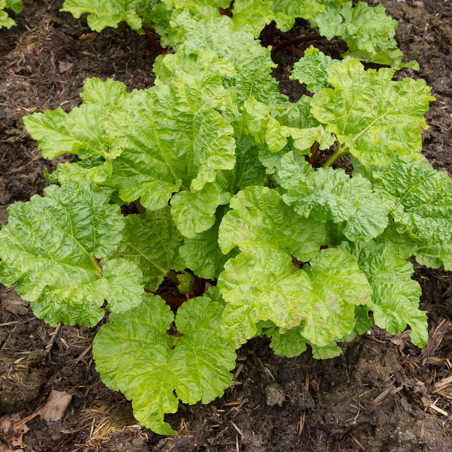 RHEUM RHABARBARUM - VICTORIA