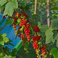 RIBES RUBRUM ROVADA