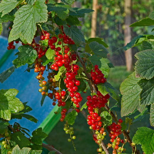 ROVADA REDCURRANT