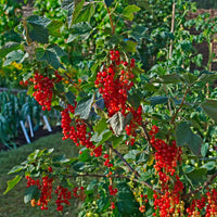 RIBES RUBRUM ROVADA