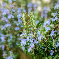 SALVIA ROSMARINUS (ROMARIN)