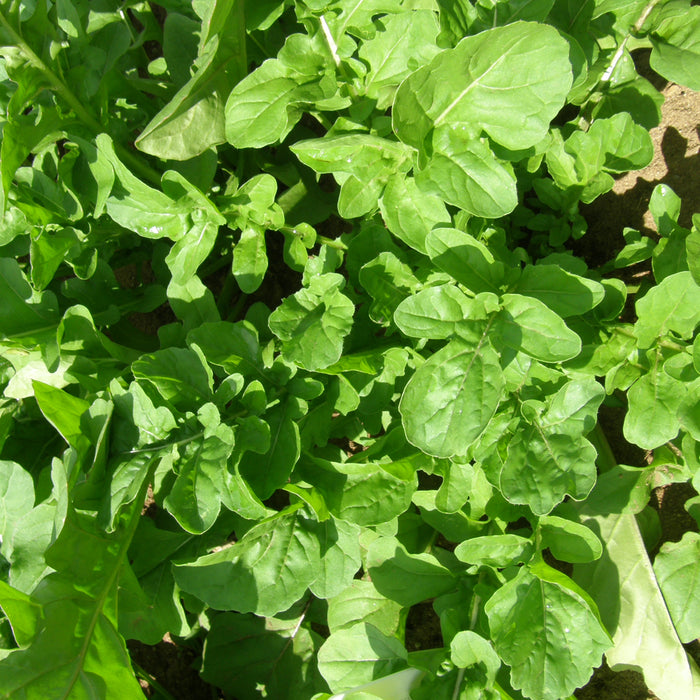 SEMENCES BIOLOGIQUES: ROQUETTE DE JARDIN