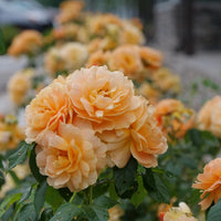 ROSA - AT LAST