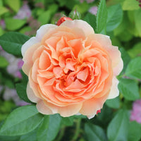 ROSA - AT LAST