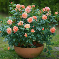 ROSA - AT LAST