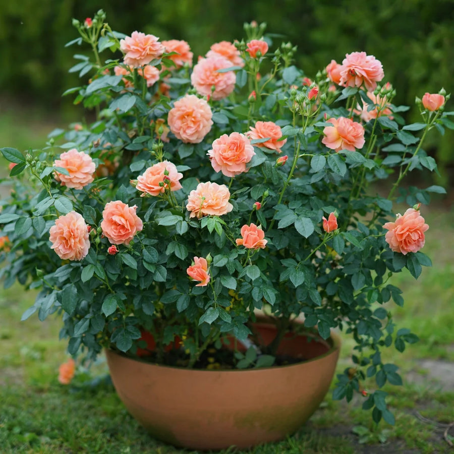 ROSA - AT LAST