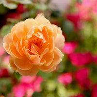 ROSA - AT LAST