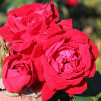 ROSA - CANADIAN SHIELD