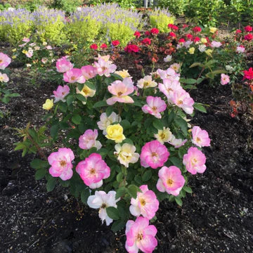 ROSA - PEACH LEMONADE