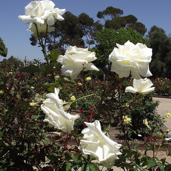 ROSA - HONOR