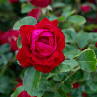 ROSA - CANADIAN SHIELD