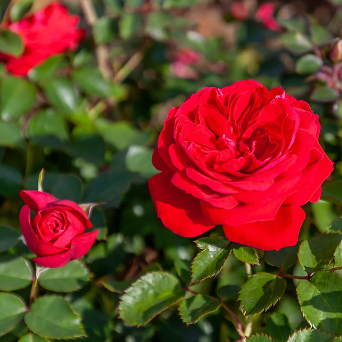 ROSA - CANADIAN SHIELD