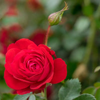 ROSA - CANADIAN SHIELD