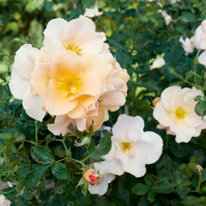 ROSA - CHINOOK SUNRISE