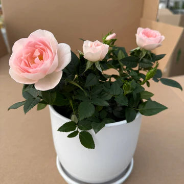 ROSA SERIES - ROSAROMA