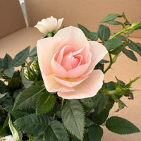 ROSA SERIE ROS AROMA