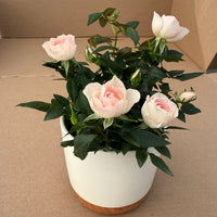 ROSA SERIE ROS AROMA