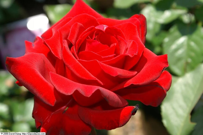 ROSA - BELOVED