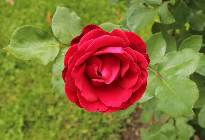 ROSA - DON JUAN