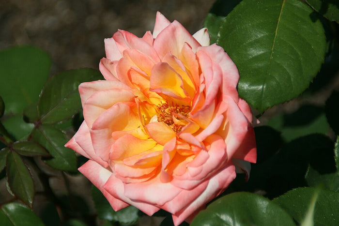 ROSA - GLOWING PEACE