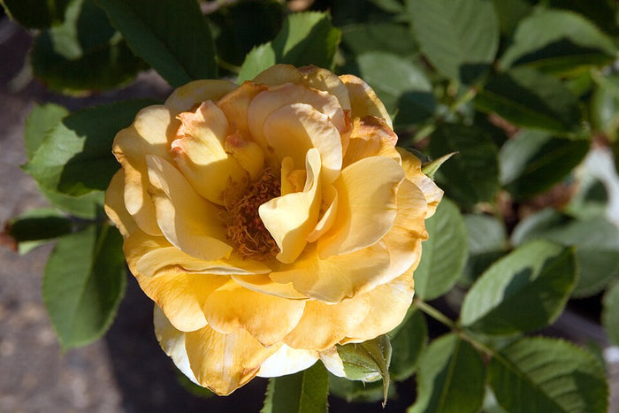 ROSE - HONEY PERFUME