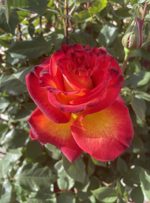 ROSA - KETCHUP & MUSTARD
