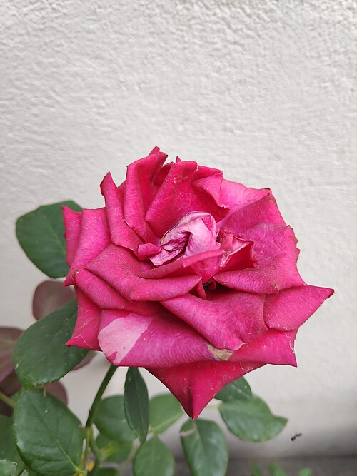 ROSA - MR. LINCOLN