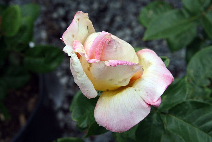 ROSA - PEACE