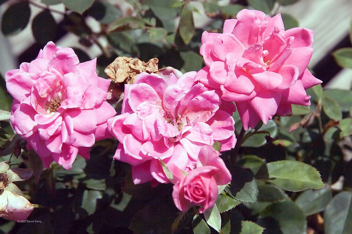 ROSA - DOUBLE PINK KNOCK OUT
