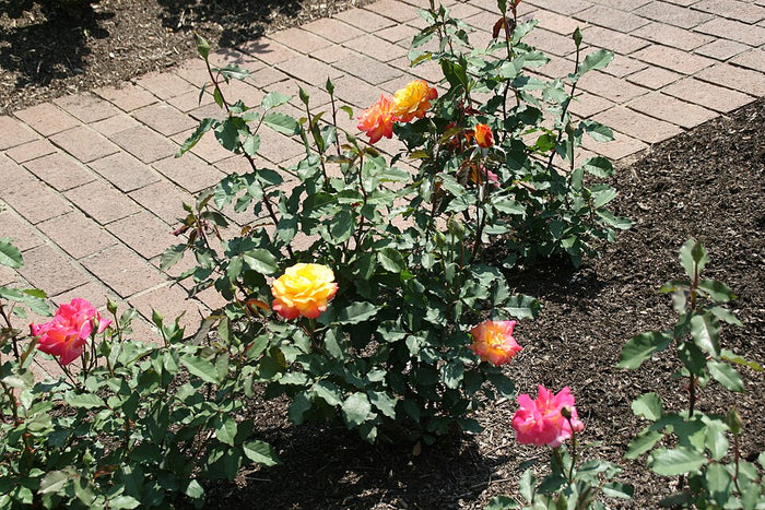 ROSA - RIO SAMBA